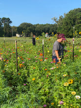 Load image into Gallery viewer, TWILIGHT U - PICK : Sunday 7/14