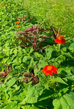 Load image into Gallery viewer, TWILIGHT U - PICK : Sunday 7/14